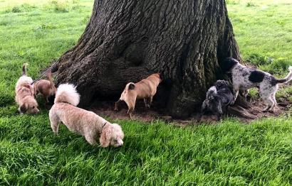 WHAT IS IN A DOG WALK?